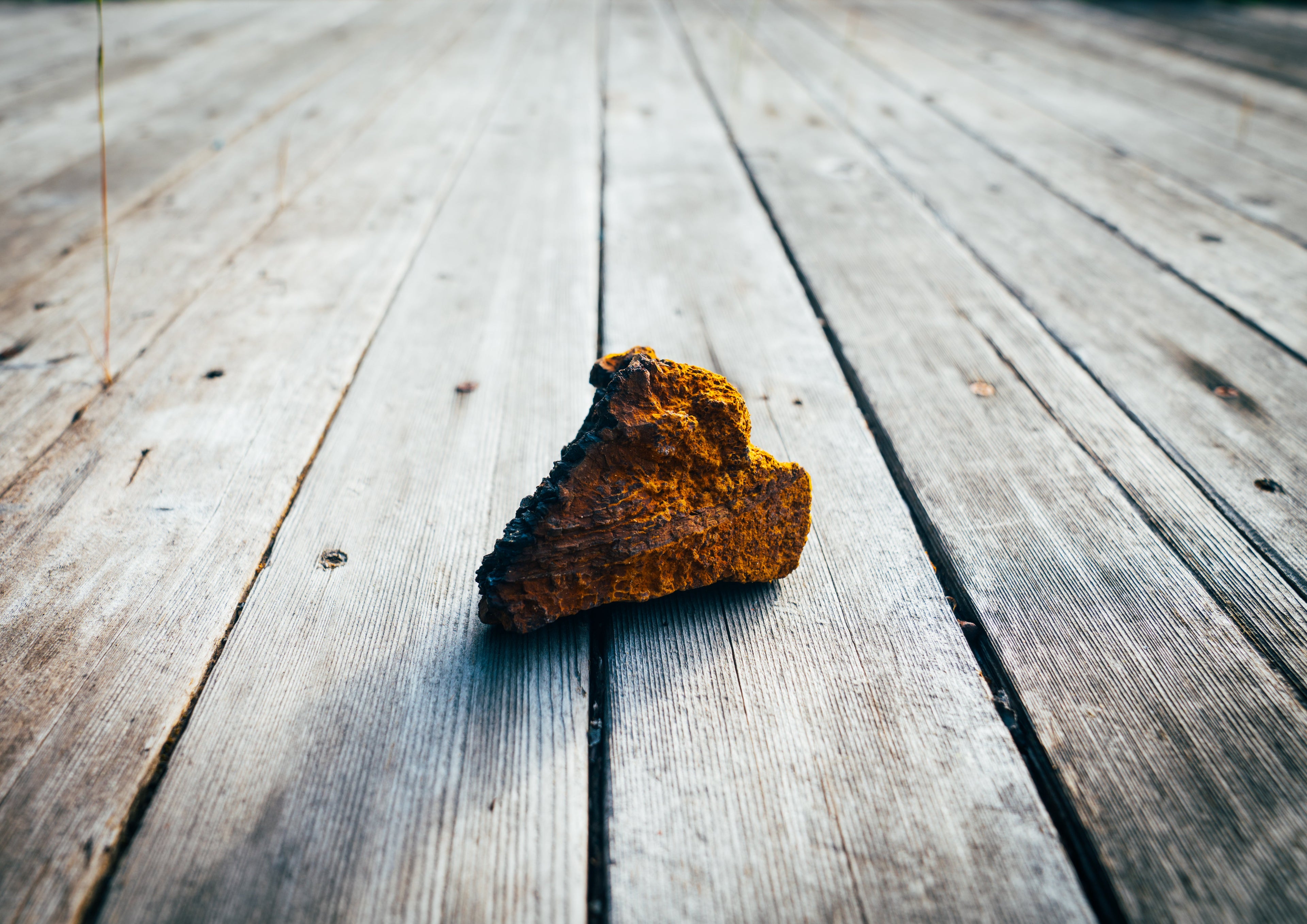 Chaga Chunks + Tincture